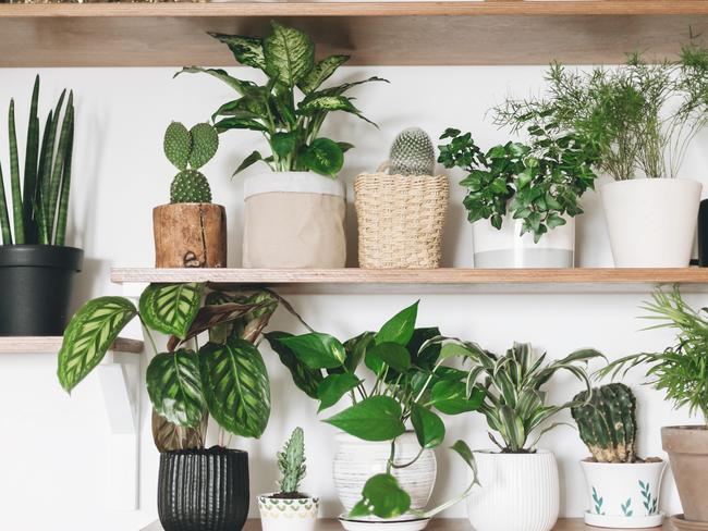 Indoor plants can transform your home.