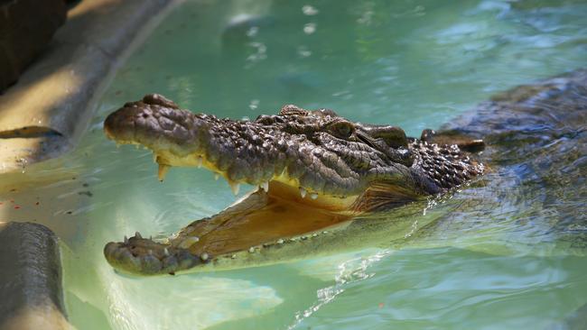 Crocodile Ngukurr, estimated to be about 80 years old, has also died.