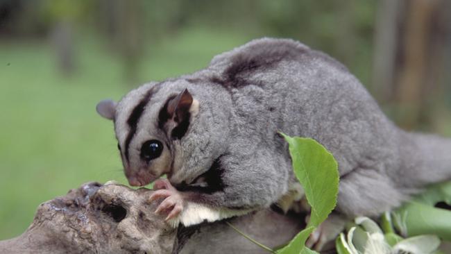 The endangered mahogany glider lives only between Ingham and Tully. (Image: Don McColl)