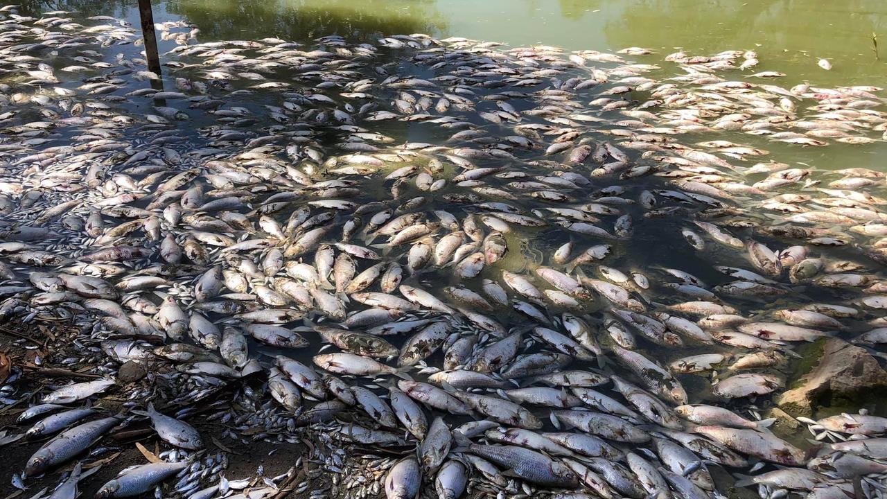 Murray River fish deaths clog system, but blame on drought is disputed | The Advertiser