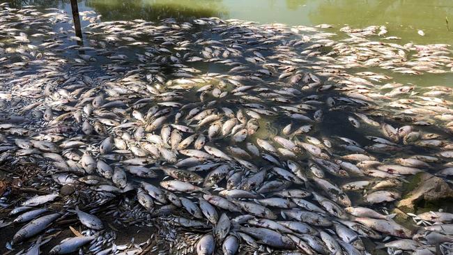 Hundreds of the million dead fish, at the Medindee Lakes in western NSW. Picture: Facebook https://www.facebook.com/groups/1560535094179073/photos/