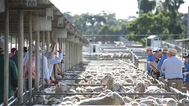 Buyers and livestock agents at the Bendigo market. Picture: Zoe Phillips