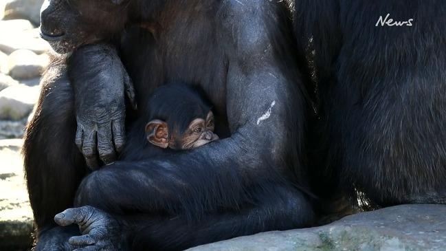 Baby Chimpanzee