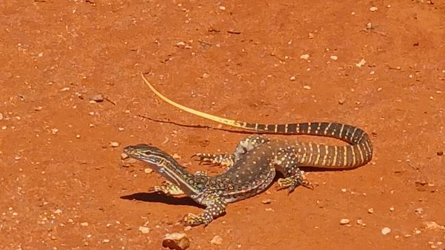 Endangered Barrier Range dragon at Mutawintji. Picture: Mark Sutton, Mutawintji Heritage Tours.