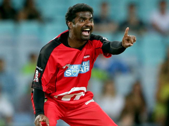 The game’s greatest wicket taker Muttiah Muralitharan play for the Renegades. Picture: Gregg Porteous