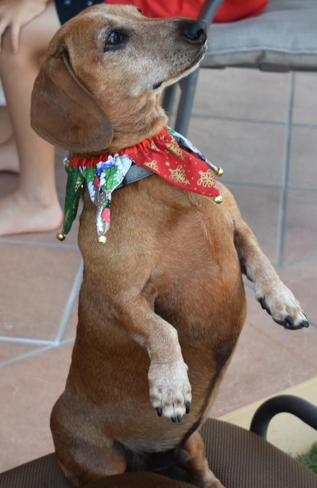 Dudley begging for a treat. Photo: Janessa Ekert
