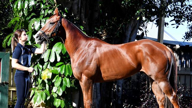 Everest contender Eduardo has developed into an elite sprinter after making up for lost time. Picture: John Gass