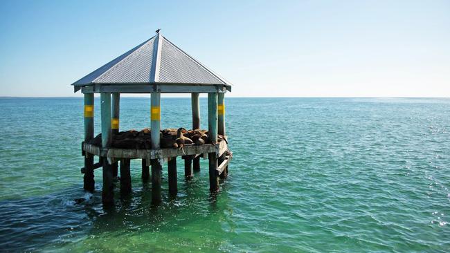 Swim with Port Philip Bay’s resident seals and dolphins.