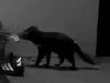 Devil at the door: Marsupial’s surprising house visit captured on camera