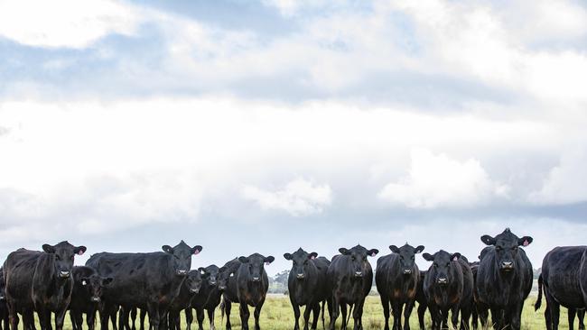 Beef cattle graze at Clarkefield. Picture: Zoe Phillips