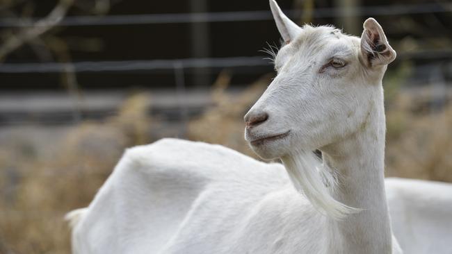 Could a goat hold the answer to ridding local playgrounds and dog parks of weeds? Picture: Dannika Bonser