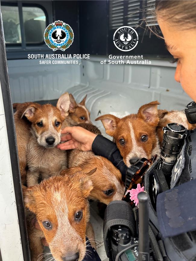 Seven red heeler puppies were dumped at Port Adelaide on Saturday, March 30. Picture: SA Police