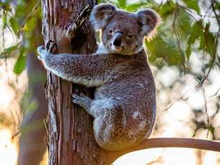 AT ODDS: Environment Minister Leeanne Enoch says Gympie region landowners who want to volunteer to make their properties special wildlife reserves can now do so, but Tony Perrett claims these landowners will be 
