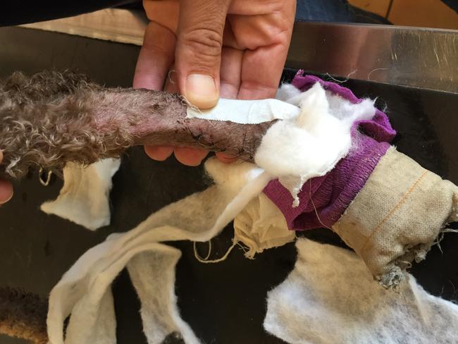 His owner applied a makeshift tourniquet before he was rushed to the vet.