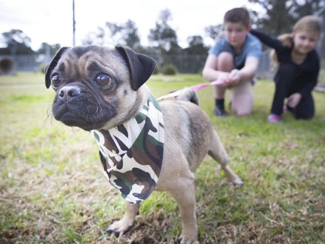 Macarthur Chronicle - Pictured: Madison Holmes (8, female) with brother Cameron Holmes (12) and Sofia the pug (2 1/2 years old - winner of the first race) of Macquarie Fields NSW CONTACT PHOTOGRAPHER FOR MOBILE NUMBER - Campbelltown Pug Club held a Pug meet and greet along with a few casual races at Mary Brookes Park, Kellerman Drive, Campbelltown NSW Australia. Other breeds of dog were also invited to race.