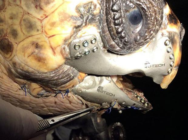 A loggerhead turtle that lost its jaw after it was hit by a boat propeller has had a new one 3D p