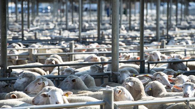 Generic image of sheep and lamb Sale PICTURE: ZOE PHILLIPS