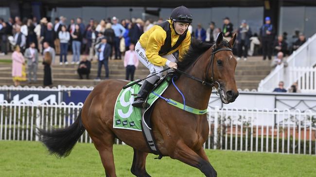 Raging Bull can turn his form around in the Wyong Cup Prelude. Picture: Bradley Photos