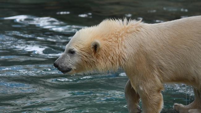 Mishka plays in her new exhibit.