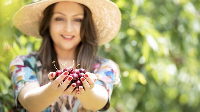 Ripe for the picking: Get your fill of cherries at CherryHill Orchards. Picture: Supplied.