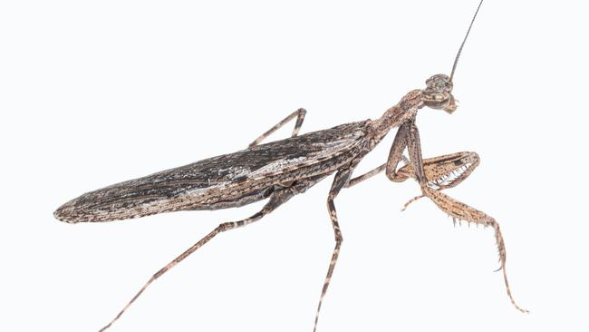 New praying mantis species Inimia nat, found with the help of citizen scientist Glenda Walter