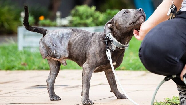 Paulie has since had his leg properly amputated and is recovering under the watchful eye of RSPCA vets.