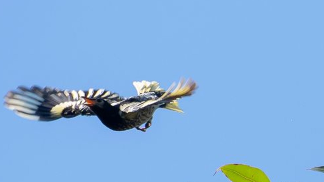 A regent honeyeater takes flight. Picture: NSW Minister for the Environment