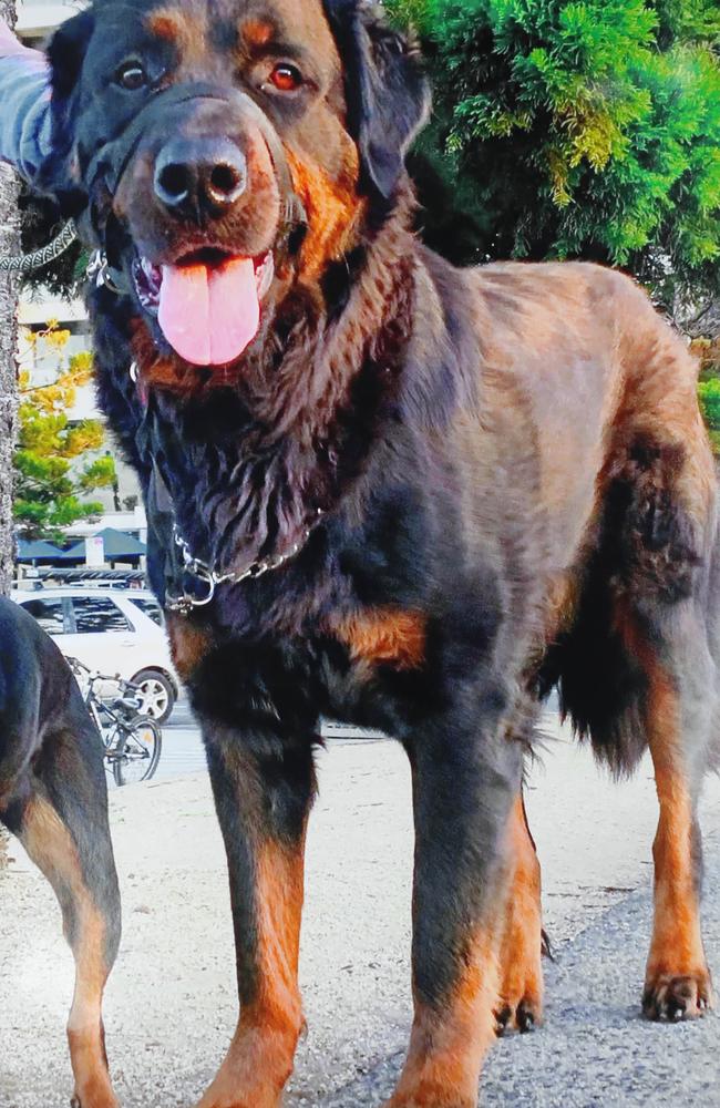 Greg Macpherson and his daughter Taylor's pet rottweiler Thunder died of a snake bite on Christmas Eve. Picture: Mark Wilson.