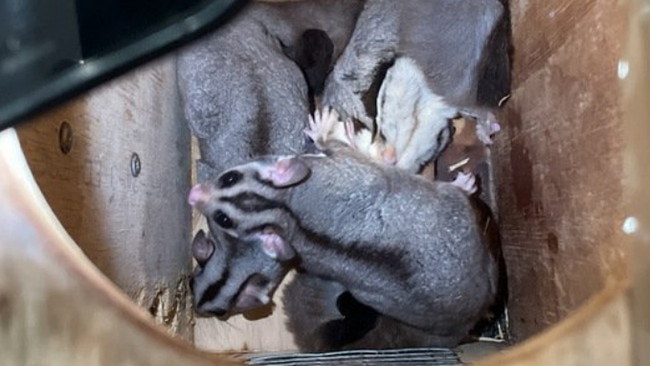 Sugar gliders allegedly seized from a Williamtown property on August 20, 2024. Picture: Department of Climate Change, Energy, the Environment and Water.