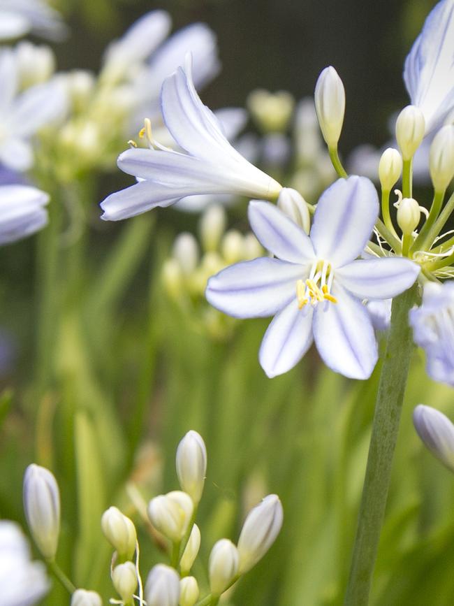 Agapanthus ‘Baby Periwinkle’