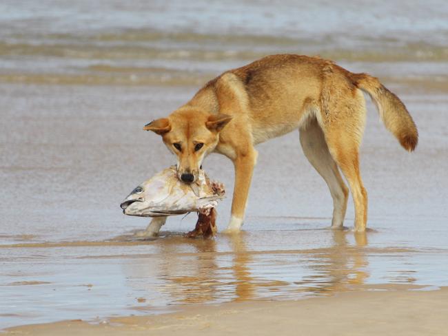 HOLD FOR INSIGHT see pic desk Brisbane. A Dingo feeds on a fish caught on Fraser Island. Pic Supplied