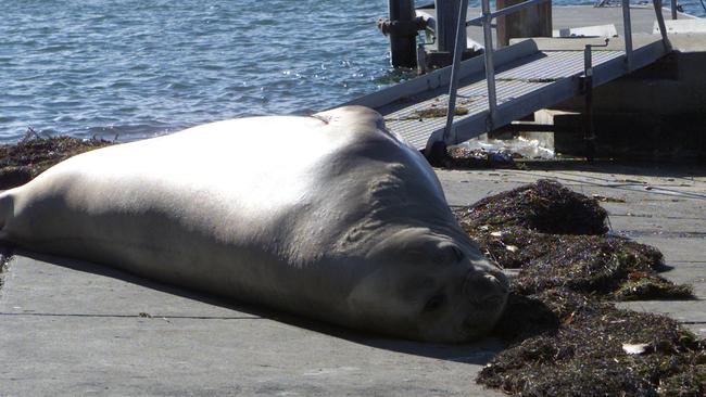 Henry the seal sunbaking at Geelong Yacht Club.