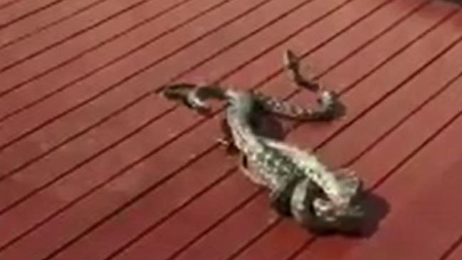 Snakes appearing to brawl at a Tamborine address.