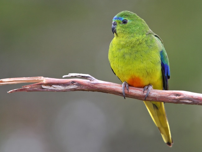 Orange-bellied parrot for Don Knowler col.