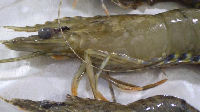 Queensland prawns infected with white spot disease. Picture: Jamie Hanson