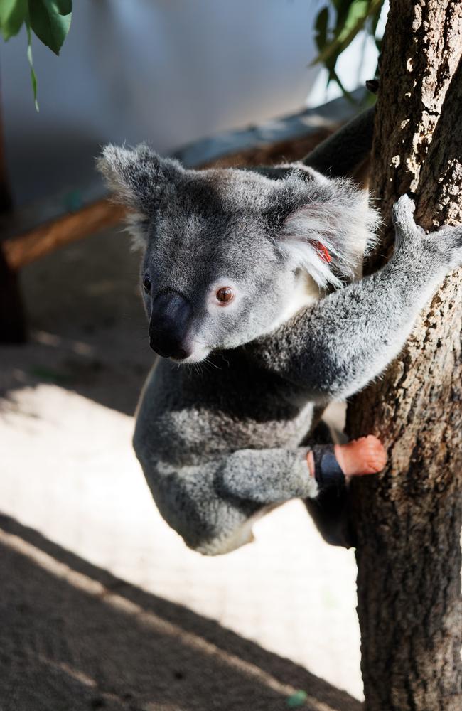 Friends of the Koalas resident male koala Triumph, recently received the world's first koala prothesis.