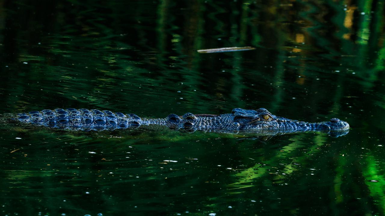 A generic photo of a juvenile salt water crocodile. Picture: Glenn Campbell