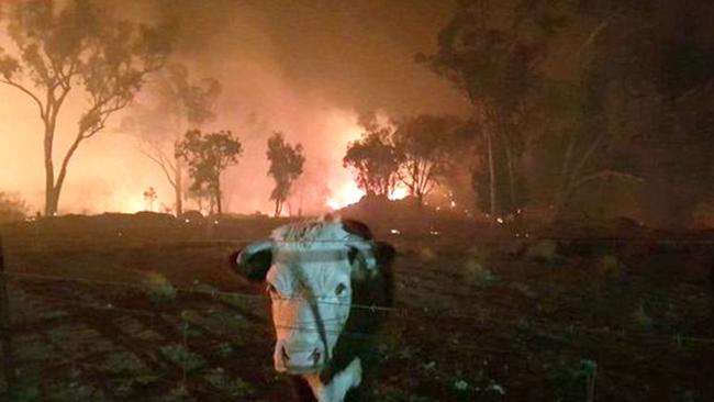 An incredible show of community spirit brings locals together in the Gold Coast Hinterland with dozens of Canungra residents rescuing animals from the fire front at nearby Binna Burra.