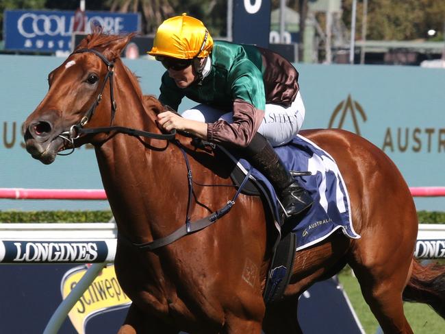 Mayrose is a good chance to to score a second Midway Handicap win at Rosehill on Saturday. Picture: Grant Guy