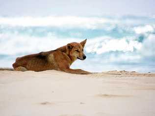 A dingo lazing about on Fraser Island. Picture: Brett Hanwright