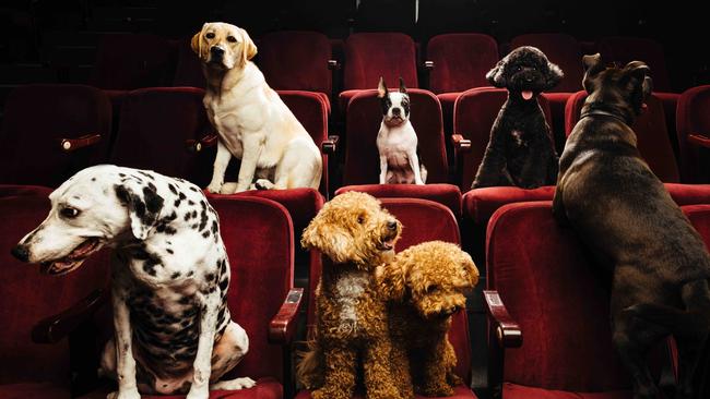 Brisbane Festival’s Let's Be Friends Furever.