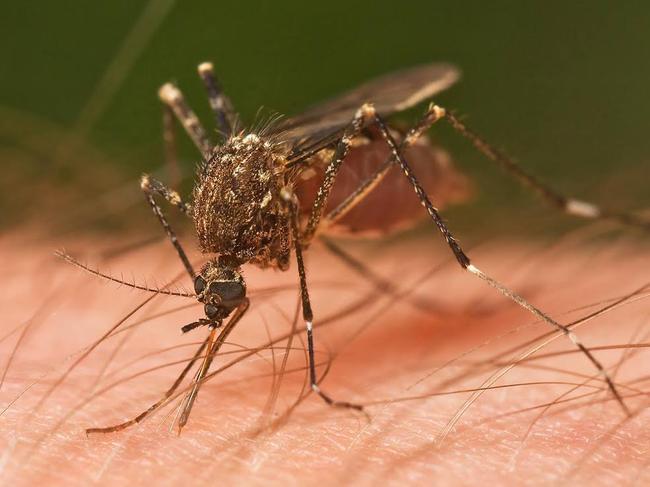 Warning for ‘debilitating’ mosquito virus