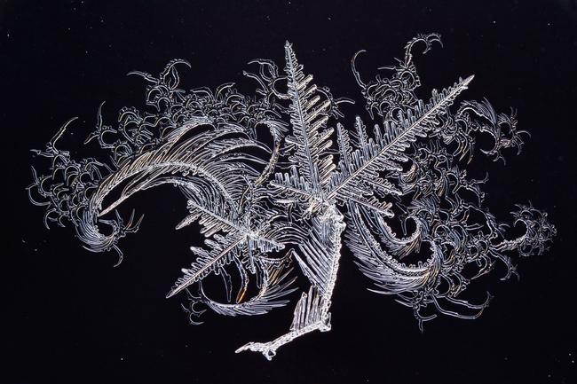 2014 National Geographic Photography Contest ... Honorable Mention Nature Photo: “Dragon” Ice art on the window. Location: Estonia Tabasalu. Picture: Maie Kirnmann /National Geographic 2014 Photo Contest