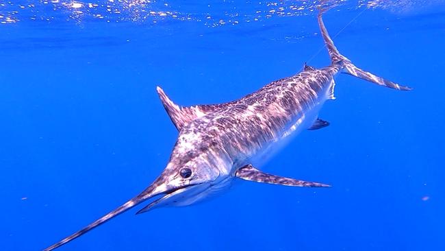 A black marlin photographed underwater off the Gold Coast. Picture: iFish