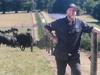 Beef producer enters Angus stud game