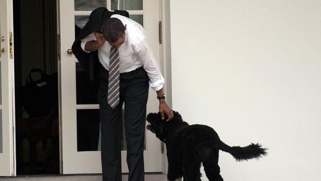 Barack Obama with Bo at the White House in 2012. Picture: AFP