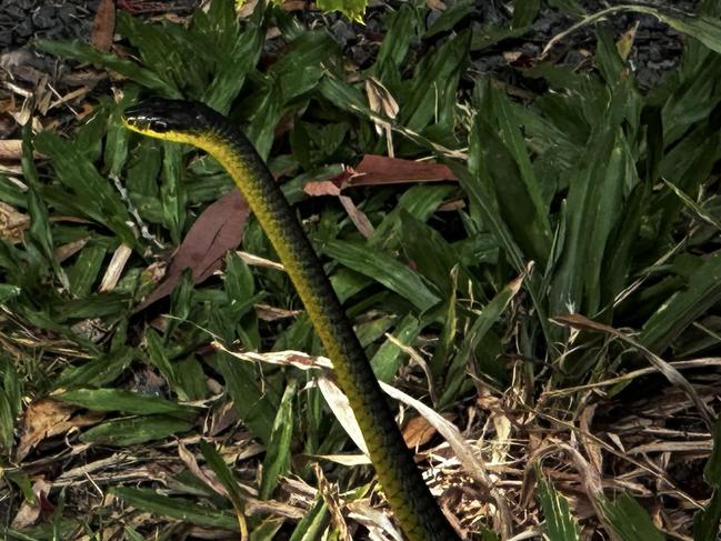 This green tree snake was seen "coming out of a garage" at Noosa. PHOTO: Irene Mathers-Waters