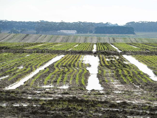 NEWS: Te Mania Angus Tom GubbinsState of the season - western district has been pretty wet, yarn on weather so far and how the season is treating producers.PICTURED: Wet crops at Mount VioletPICTURE: ZOE PHILLIPS