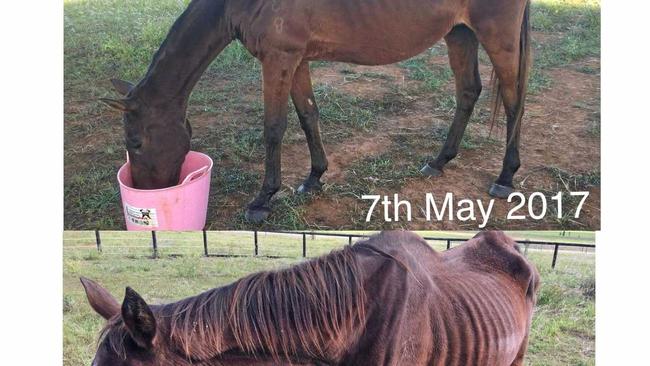 'He looks better each day.'Top: Owen on May 7 and bottom: Owen on April 25, the day he was found. Picture: Contributed