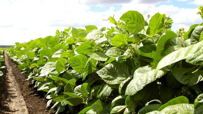 Irrigated mungbean crop. Picture: Pulse Australia/ GRDC